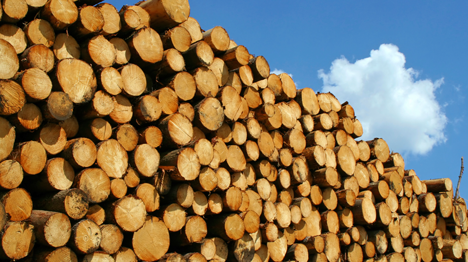 Wood Processing Industry